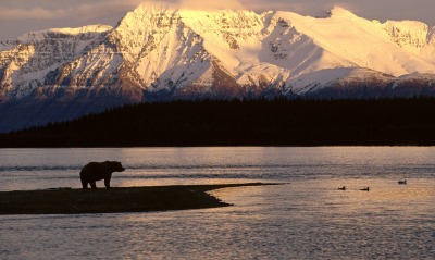 Alaskan Brown Bear Silhouetted Against Mount Katolinat, Alaska