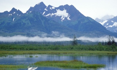 Trumpeter Swans, Copper River Delta, Alaska