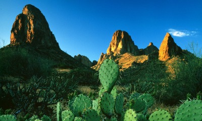 Sunrise Light on Prickly Pear Cacti and the Superstition Mountains, Apache Trail, Arizona