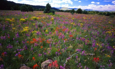 Field of Locoweed, Paintbrush and Gold Flower, Apache-Sitgreaves National Forest, Arizona