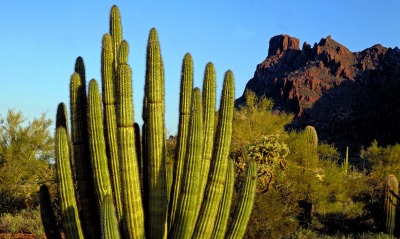 Organ Pipe Cactus, Alamo Canyon, Arizona