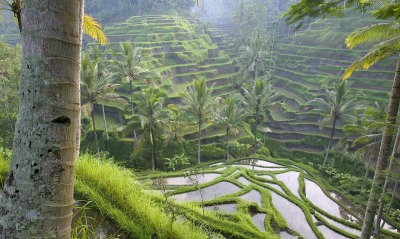 Terraced Rice Paddies, Ubud Area, Bali, Indonesia