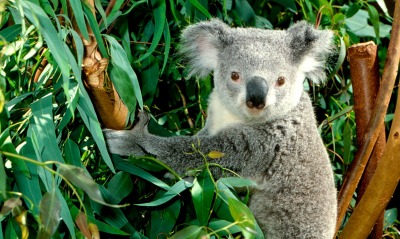 Hanging Out, Koala