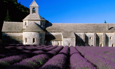 Lavender Field, Abbey of Senanque, Near Gordes, Provence, France
