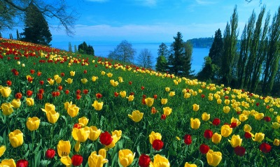 Field of Tulips, Island of Mainau, Germany