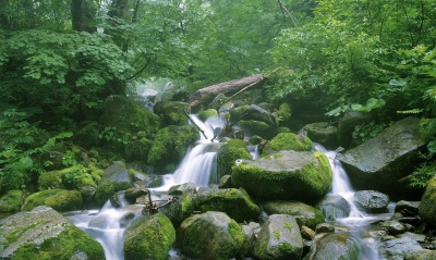 Running Stream Through a Japanese Beech Forest, Shirakami Sanchi, Japan
