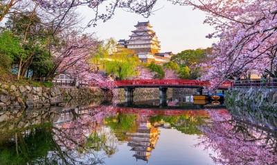речка япония цветение сакура мост