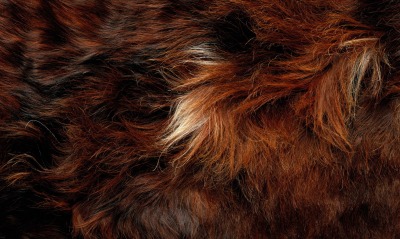 мех шерсть fur wool