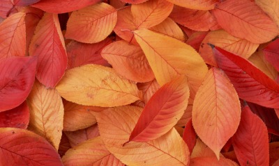 листья красные осень leaves red autumn