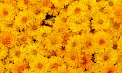 природа цветы желтые хризантемы
