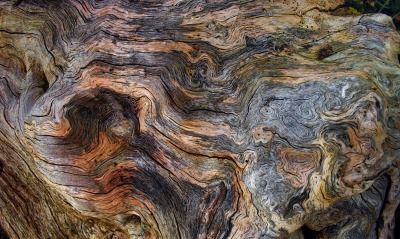 текстура дерево