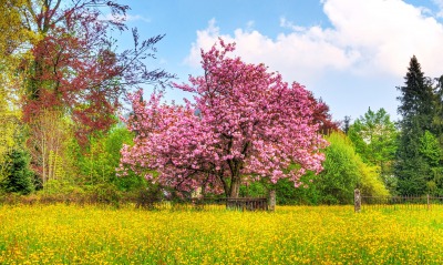 природа деревья трава весна