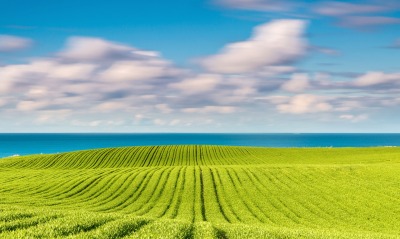 поле море зелень