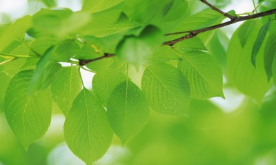 веточка листья зеленые