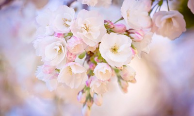 цветы букет весна