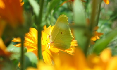бабочка, желтая