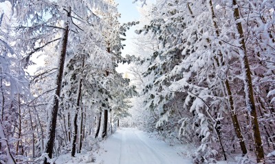 дорога снег лес зима