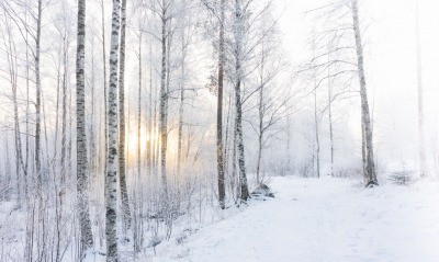 природа зима лес снег деревья