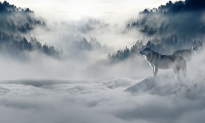 зима волки снег туман горы