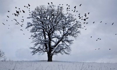дерево снег зима птицы