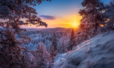 зима рассвет лес склон снег