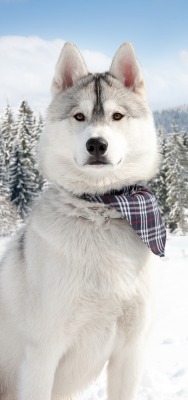 хаски собака снег горы