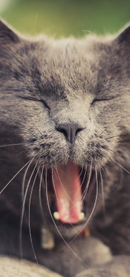 кот зевающий