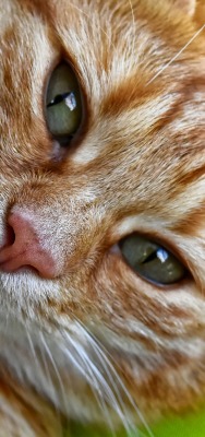 кот рыжий морда усы