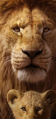 лев львенок грива шерсть пушистый морда