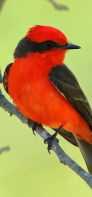 птичка красная на ветке крупный план зеленый фон