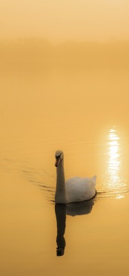 лебедь озеро водоем желтый