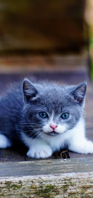 котенок мордочка серый