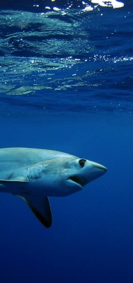 акула подводный мир вода