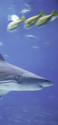 акула рыбы под водой