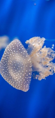 медуза глубина океан под водой