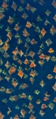 подводный мир рыбки вид сверху