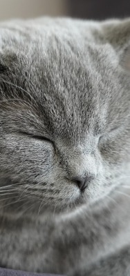 кот британский серый дымчатый