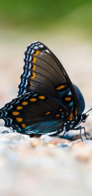 бабочка макро на земле черная