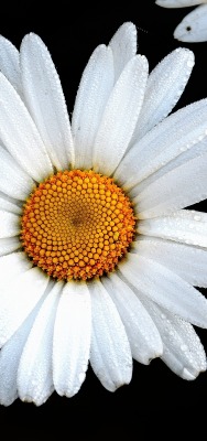 природа цветы ромашка