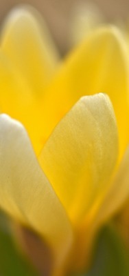крокус желтый цветок макро крупный план