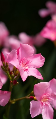 цветение ветви розовые цветы олеандр