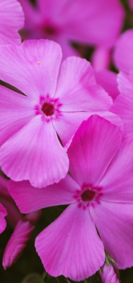 цветы розовый макро флокс сиреневый