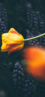 цветок тюльпан желтый оранжевый