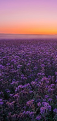 лаванда поле фиолетовый рассвет