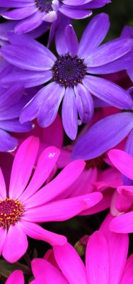 цветы розовые фиолетовые