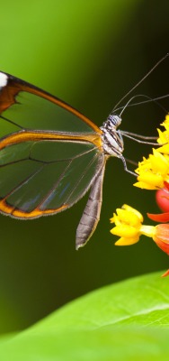 природа макро бабочка насекомое животные цветы