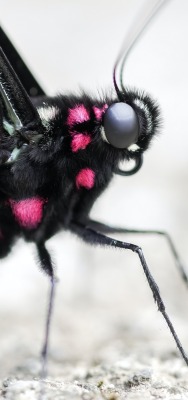 мотылек бабочка черная макро