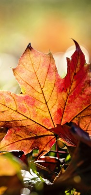 Лист осень кленовый