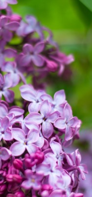 сирень весна цветы фиолетовый