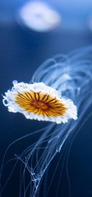 медуза океан глубина